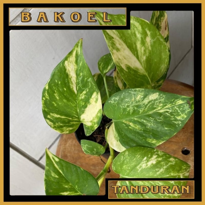 Tanaman Hias Daun Sirih Gading