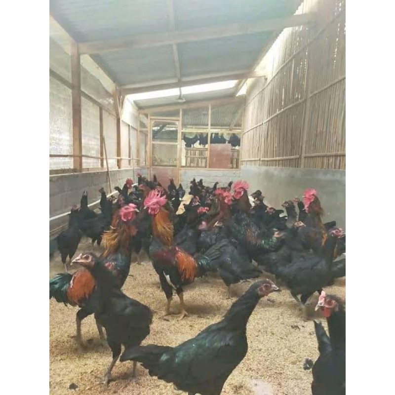 

Telur Ayam Kampung Madura