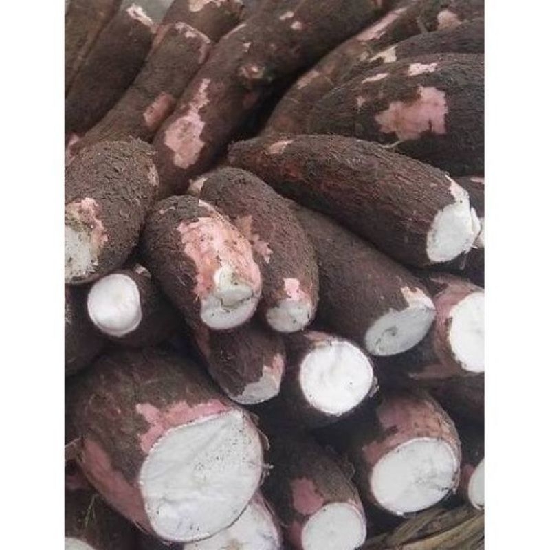 

1Kg ubi singkong mentah segar,pulen dan enak.