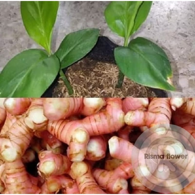 POHON LENGKUAS ASLI SIAP TANAM / TANAMAN LENGKUAS ASLI