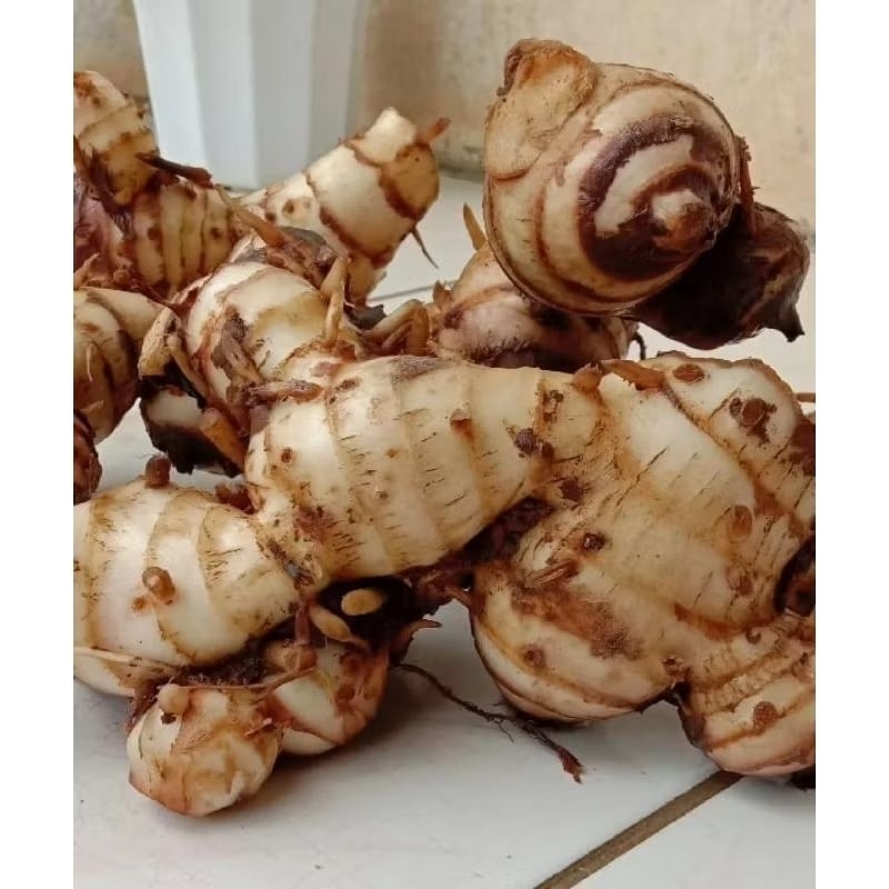 

Umbi ganyong Merah super segar 1kg