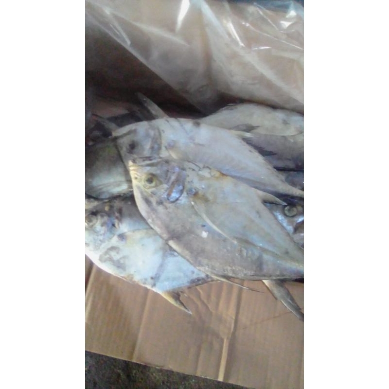 

ikan kue bongkok size 600-700 gram per ekor