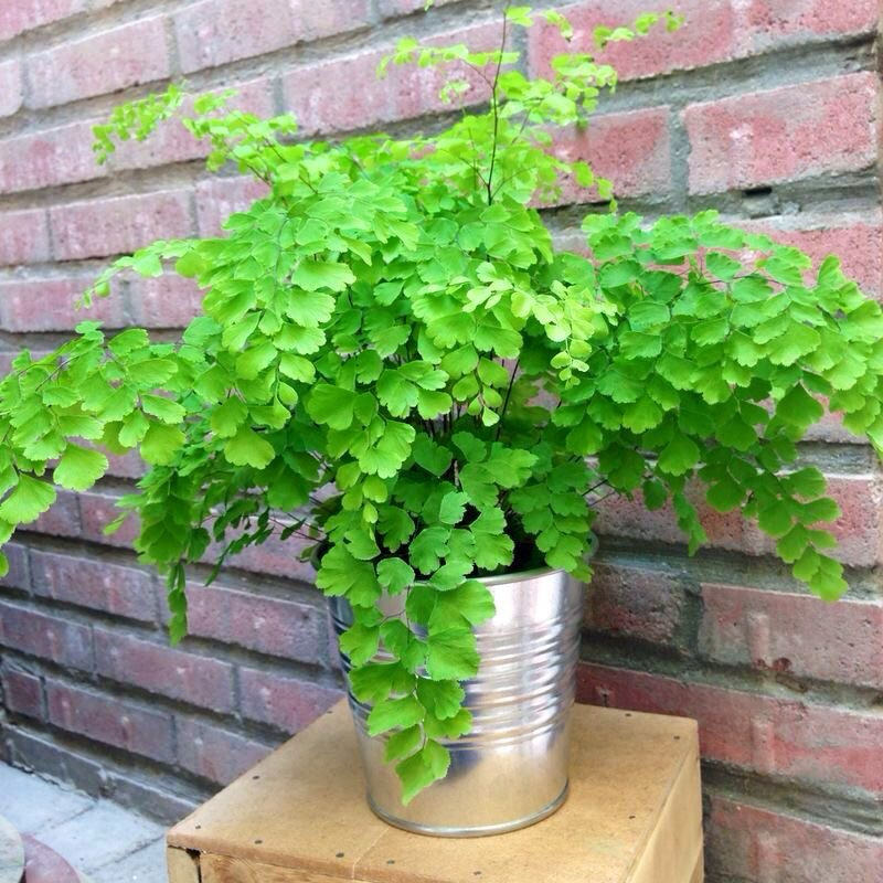 Tanaman hias suplir kriwil - Suplir kribo - Tanaman suplir