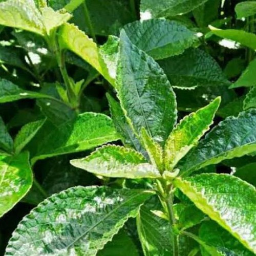 

daun keji beling hijau segar 1 kg fress