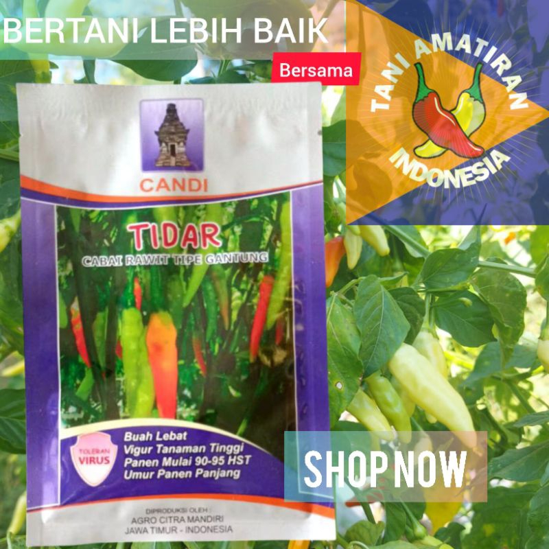 TIDAR cabe rawit unggul tahan virus 10gram