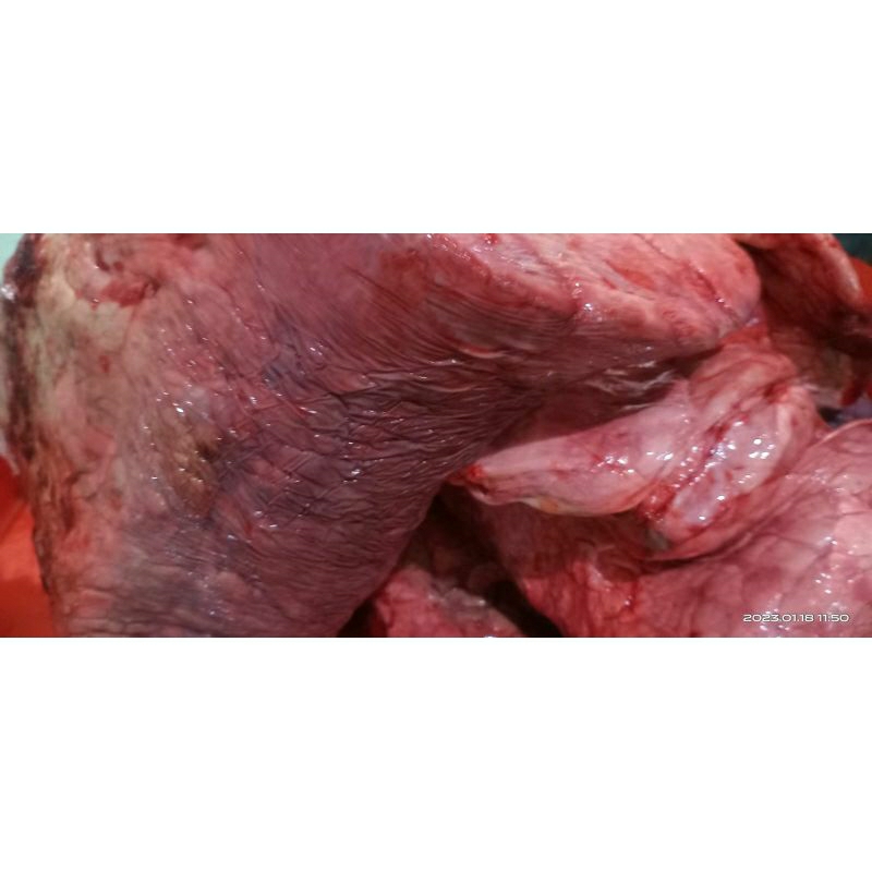 

PARU SAPI Premium 500gr