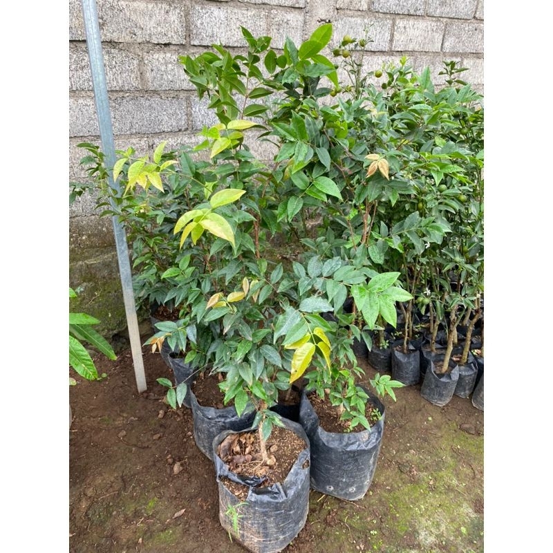 INDUKAN ANGGUR POHON BRAZIL JENIS RED ESCARLATE