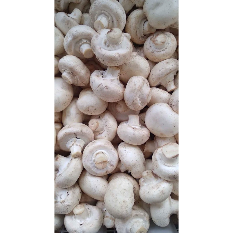 

Jamur Champignon / Jamur Kancing - 250gram