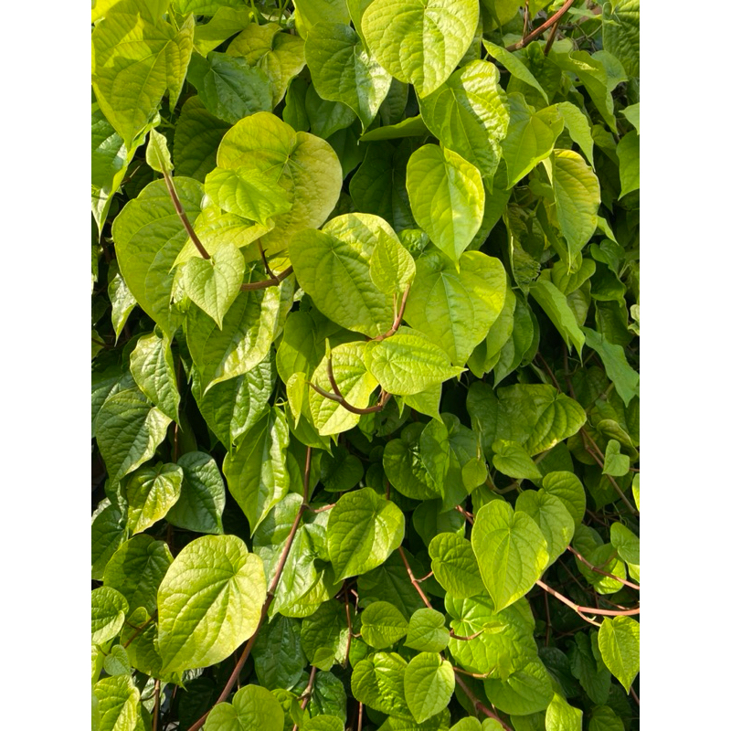 

Daun sirih masih segar langsung di petik dari kebun 10lembar