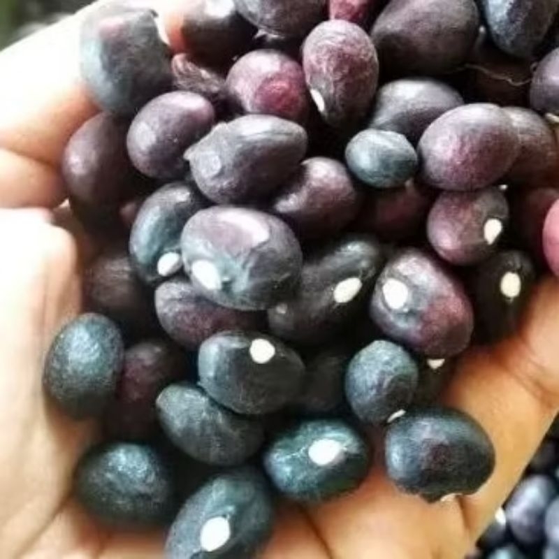 

benih kacang bogor 125 butir
