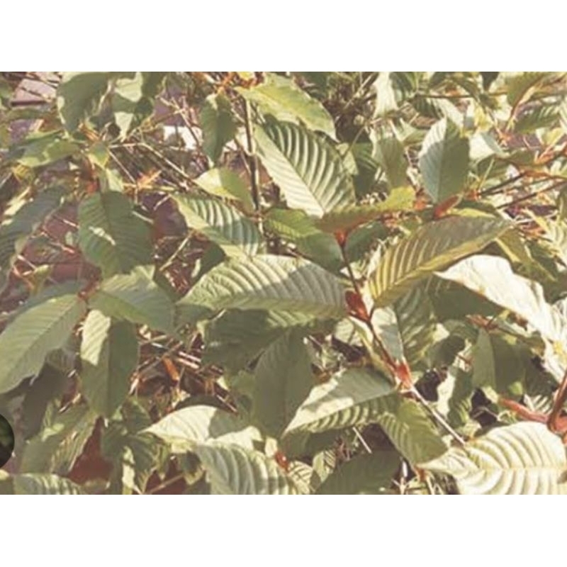 

DAUN KETUM MERAH KERING GRADE A SUDAH DI CACAH BERAT' 500 GRAM