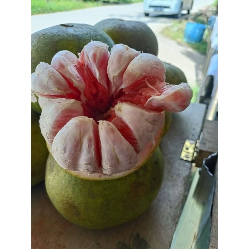 

jeruk pamelo madu muria berat 1kg-1,2kg
