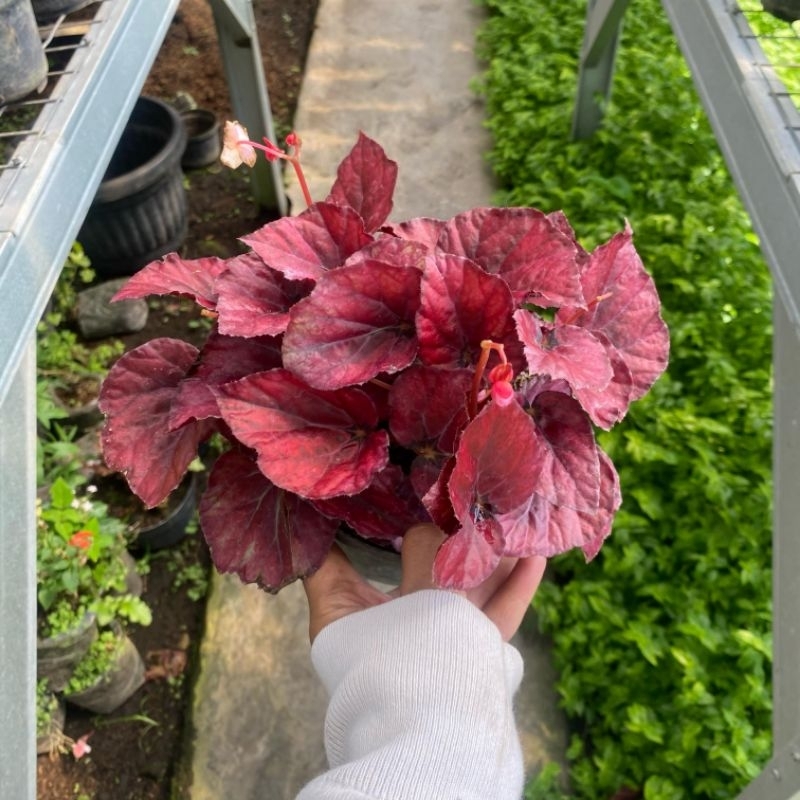 begonia Red chili