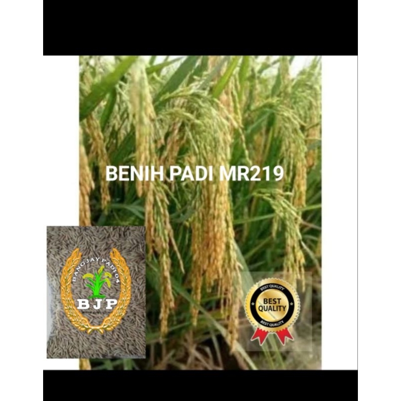 BENIH PADI MR219 KEMASAN 1KG