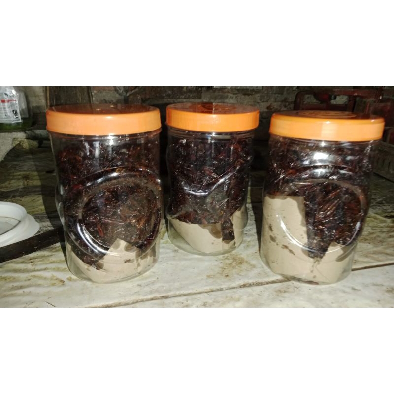 

belalang kayu gurih