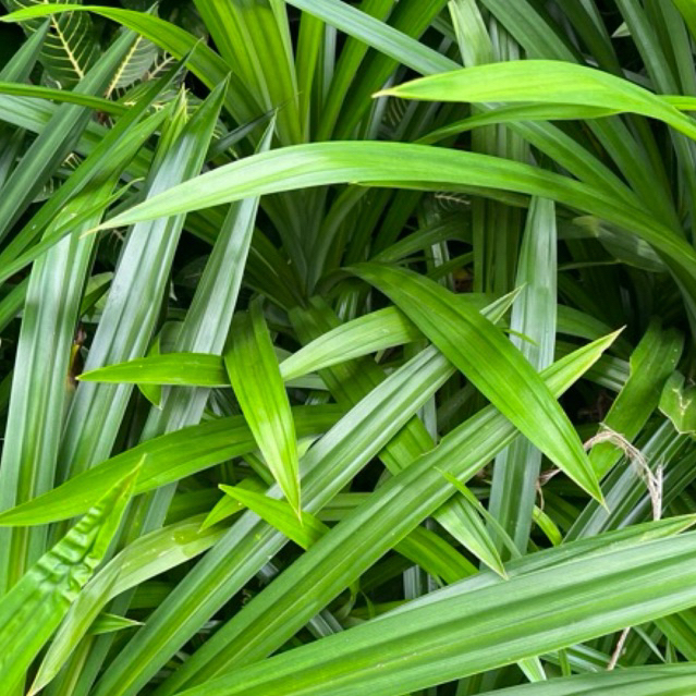 

Daun Pandan