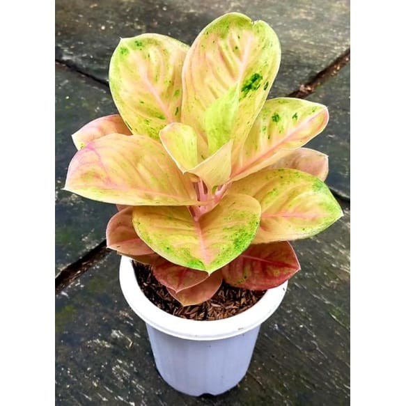 AGLONEMA EMERALD ANAKAN TANAMAN HIAS AGLONEMA EMERAL