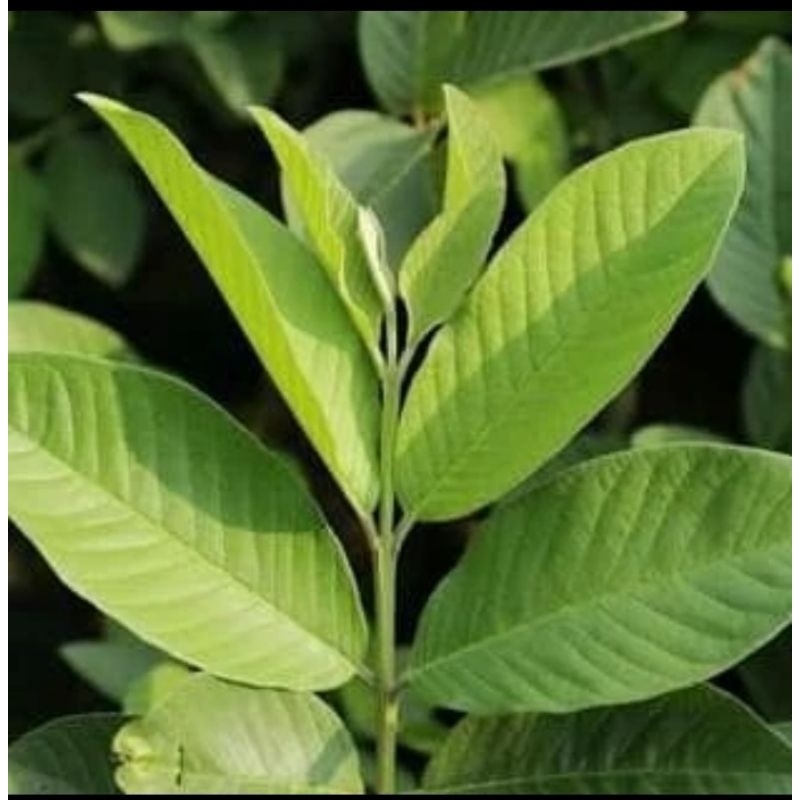 

daun jambu biji 100 lembar fresh di petik dadakan obat diare
