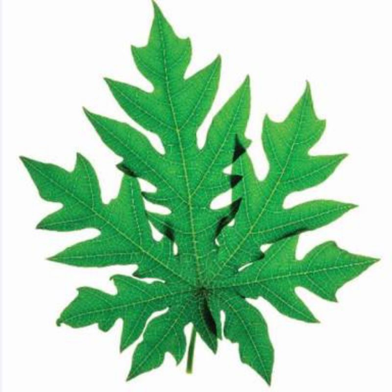 

daun pepaya 3 lembar