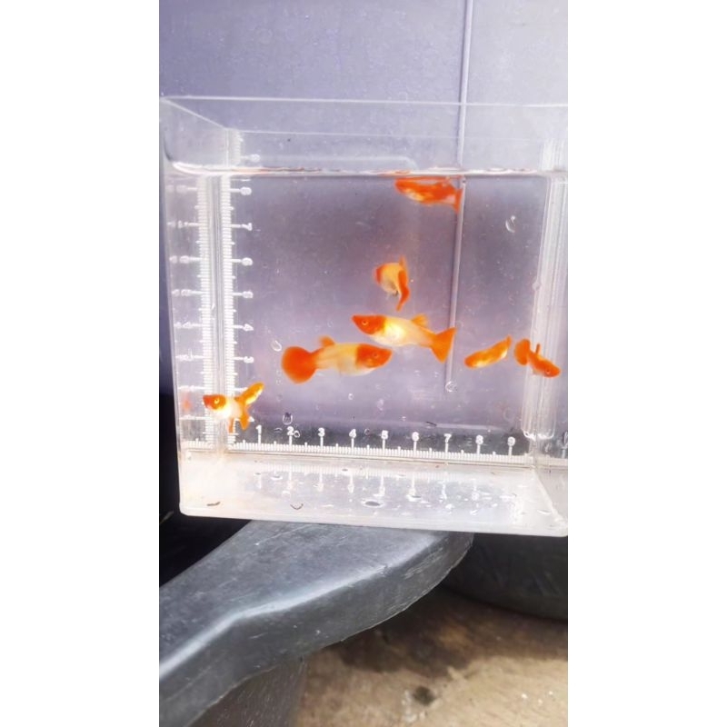 

pemesanan Jamu Gupp¥ Albino Koi Red ear