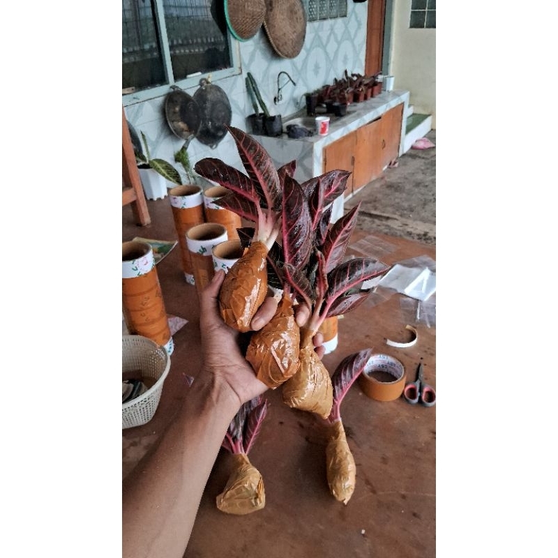 AGLONEMA RED SUMATRA | REMAJA