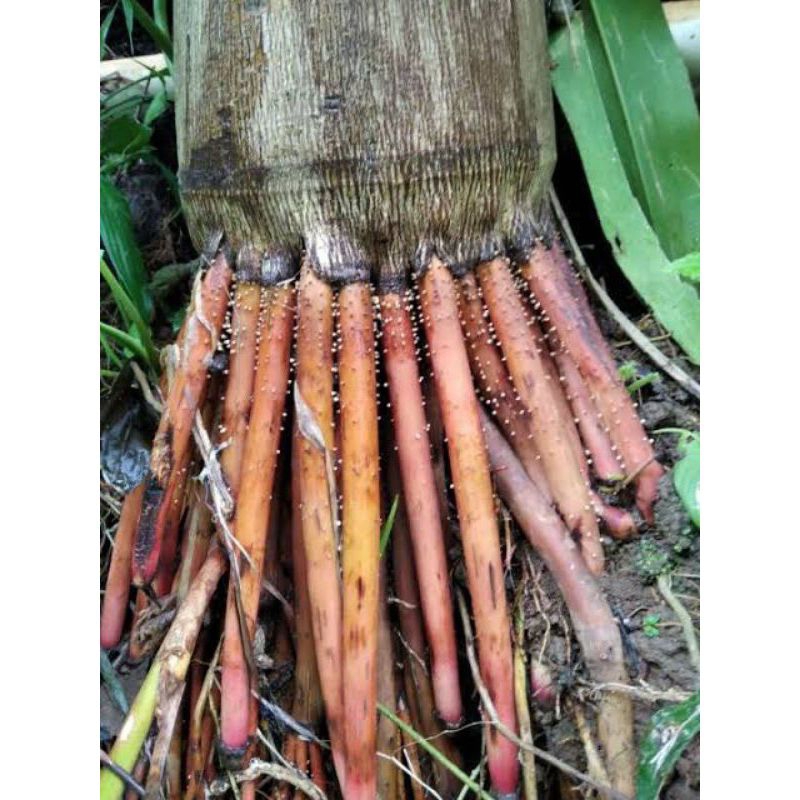

Akar pinang/1kg