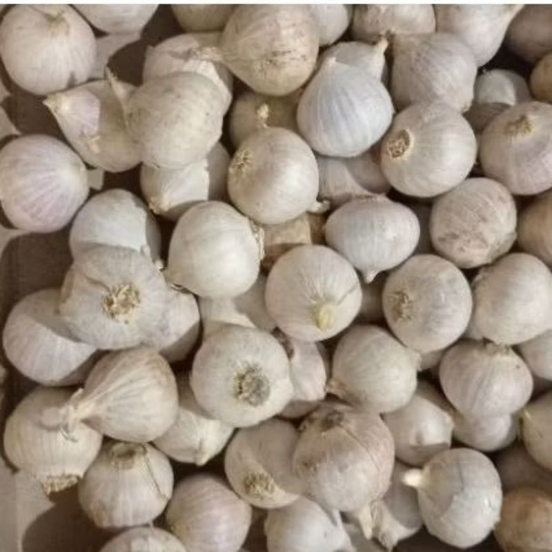 

Bawang tunggal atau bawang lanang dijual perbiji