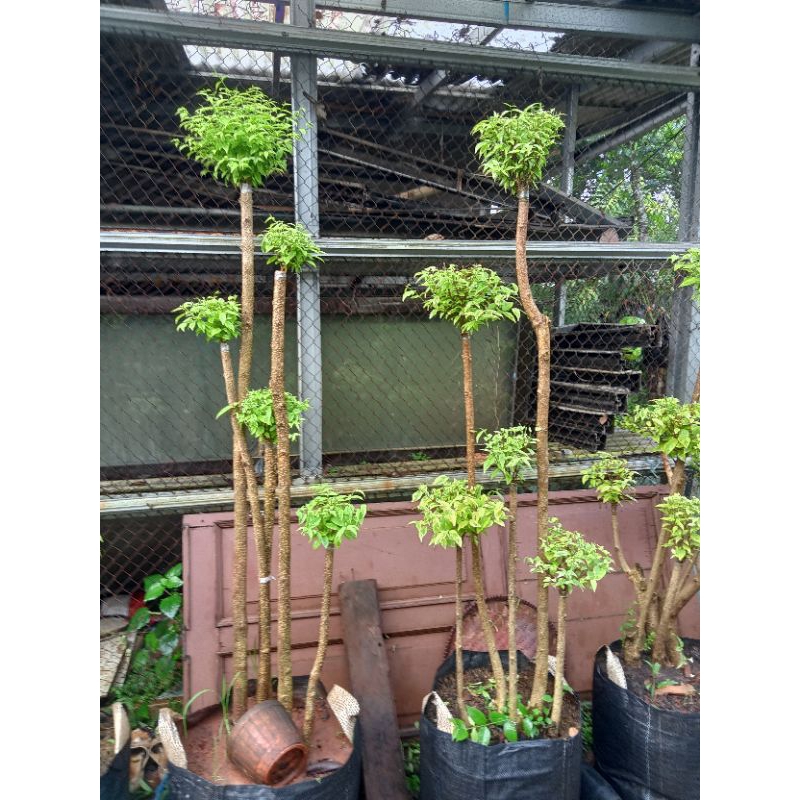 bonsai anting Putri 5 cabang tinggi 170-180cm bonsai anting Putri