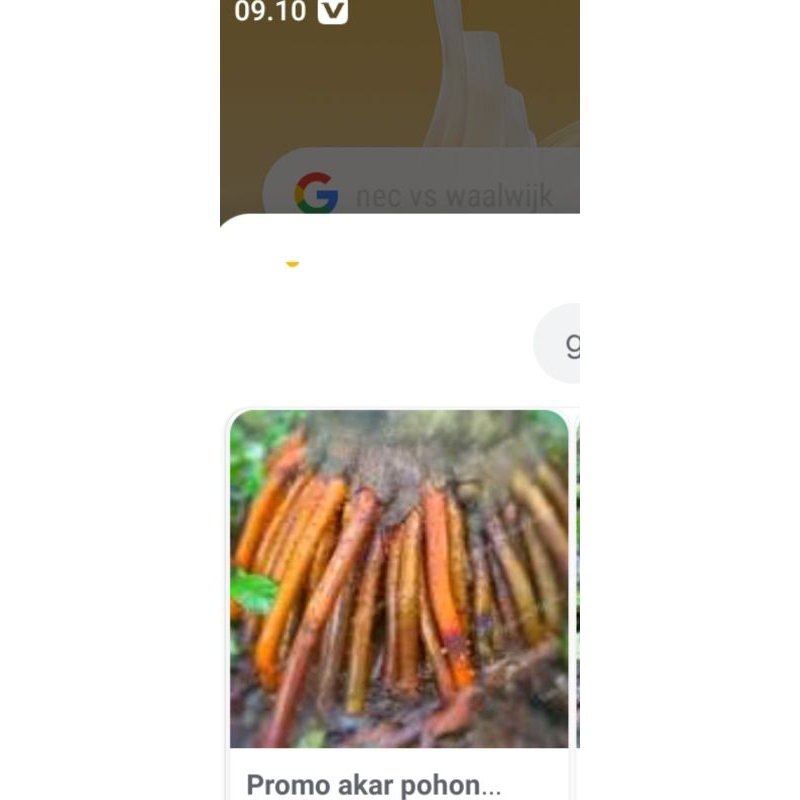 

akar jambe/pinang terumurah