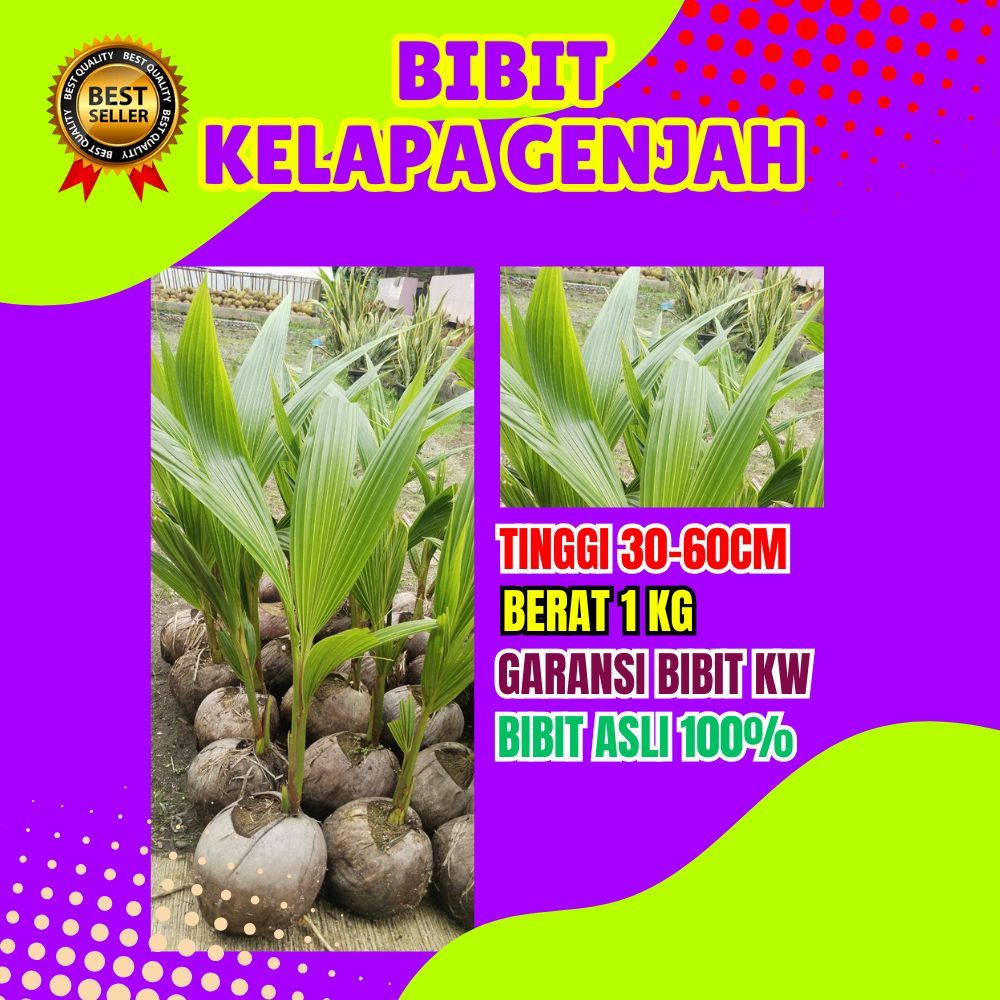 CEPAT BERBUAH.. Bibit Kelapa Genjah Pandan Wangi, Bibit Kelapa Genjah Entok Kebumen