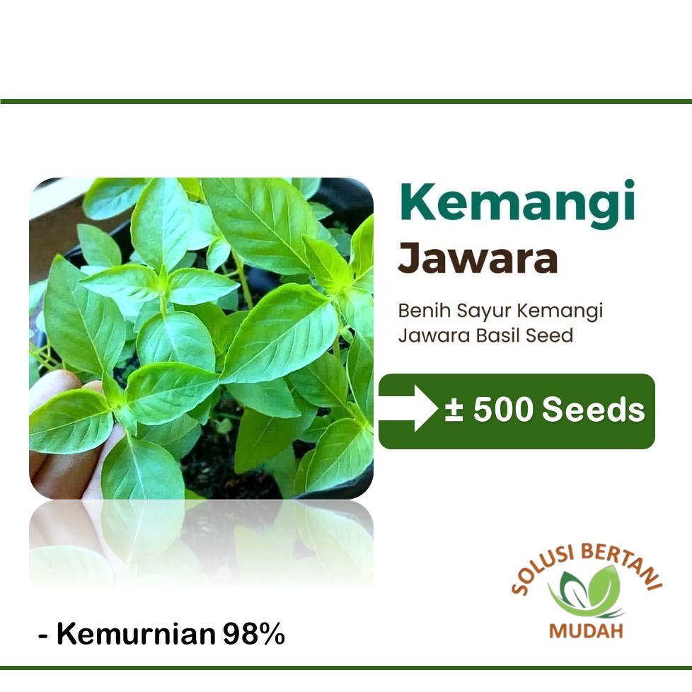 Bibit Benih Sayuran Kemangi Lalap Unggul