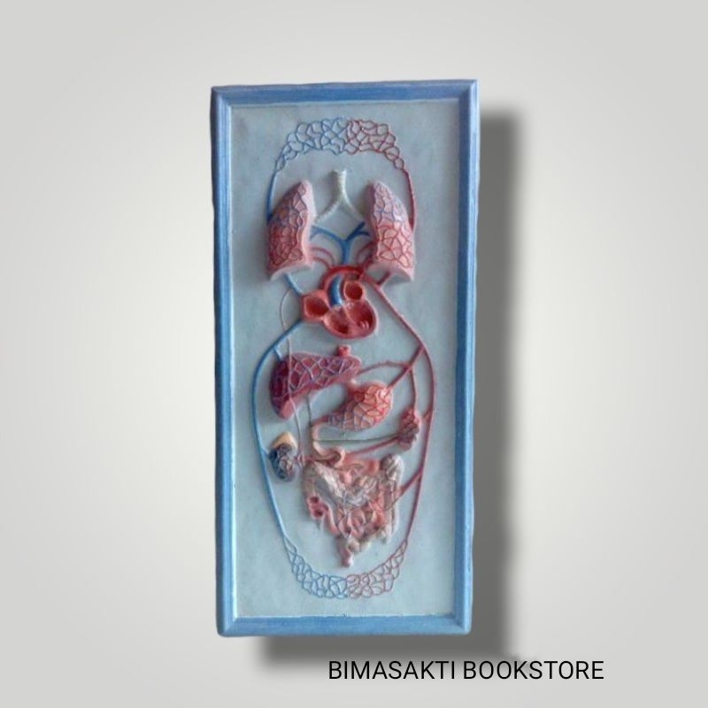 

TORSO ALAT PERAGA IPA MODEL PENAMPANG , Peredaran darah,syaraf, pencernaan, pembuluh darah,pernafasan