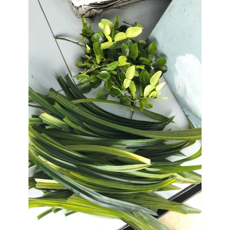 

Daun Pandan Wangi 1 Ikat ( Isi 10 sampai 15 Lembar )