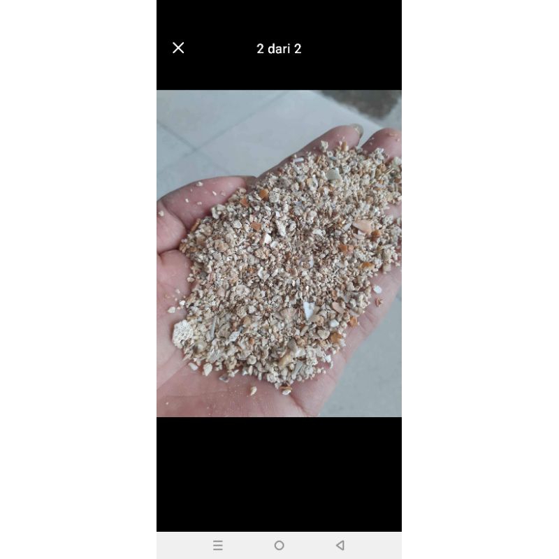 Pasir Aquarium air laut