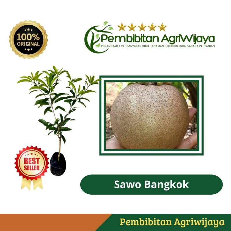 Bibit Sawo Jumbo Bangkok Thailand Super Unggul Hasil Okulasi Tanaman Tabulampot Cepat Berbuah Origin