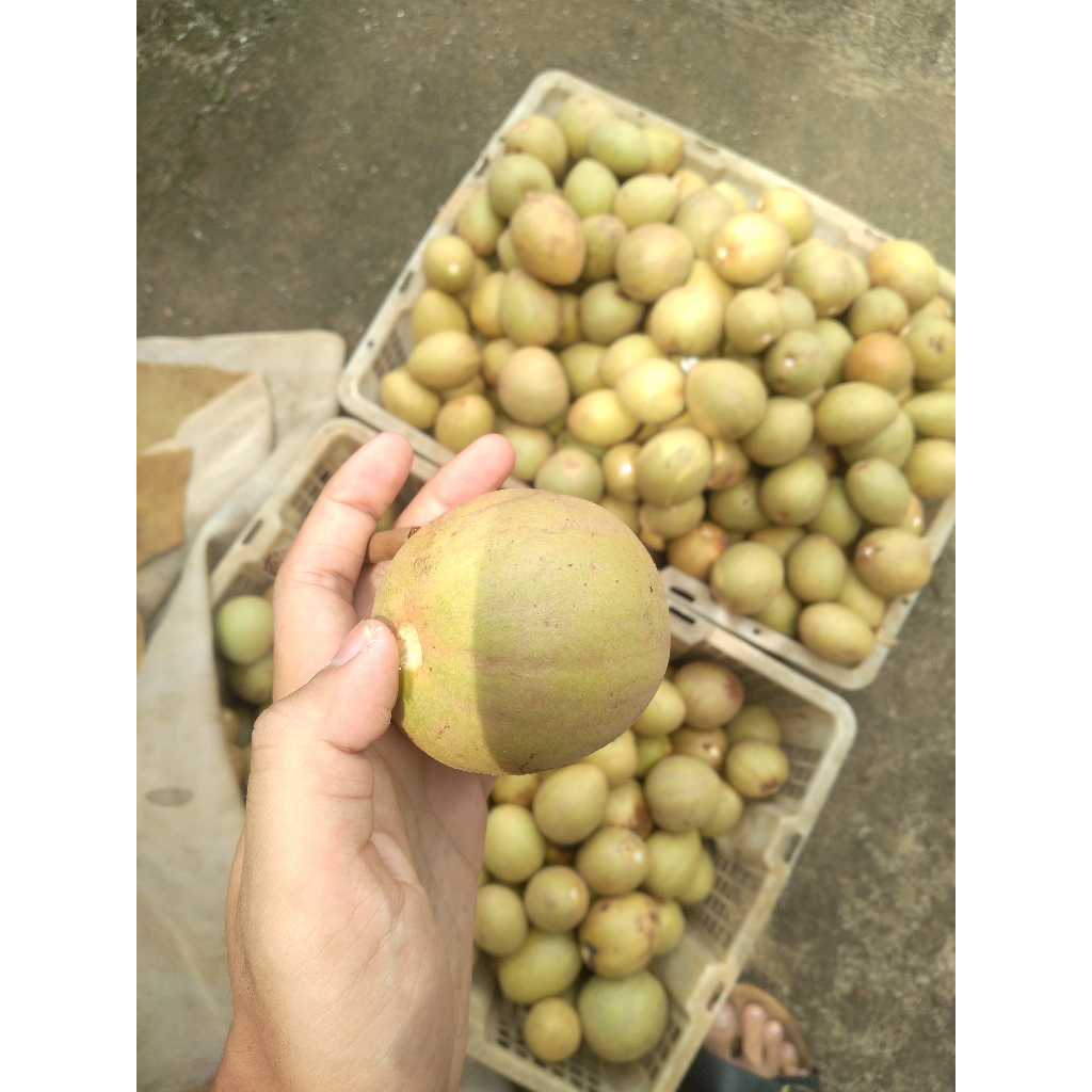 

SAWO SEGAR MANIS! Pilih Ukuran Kecil, Sedang, Besar, atau Mix.Cocok untuk Camilan & Hadiah!