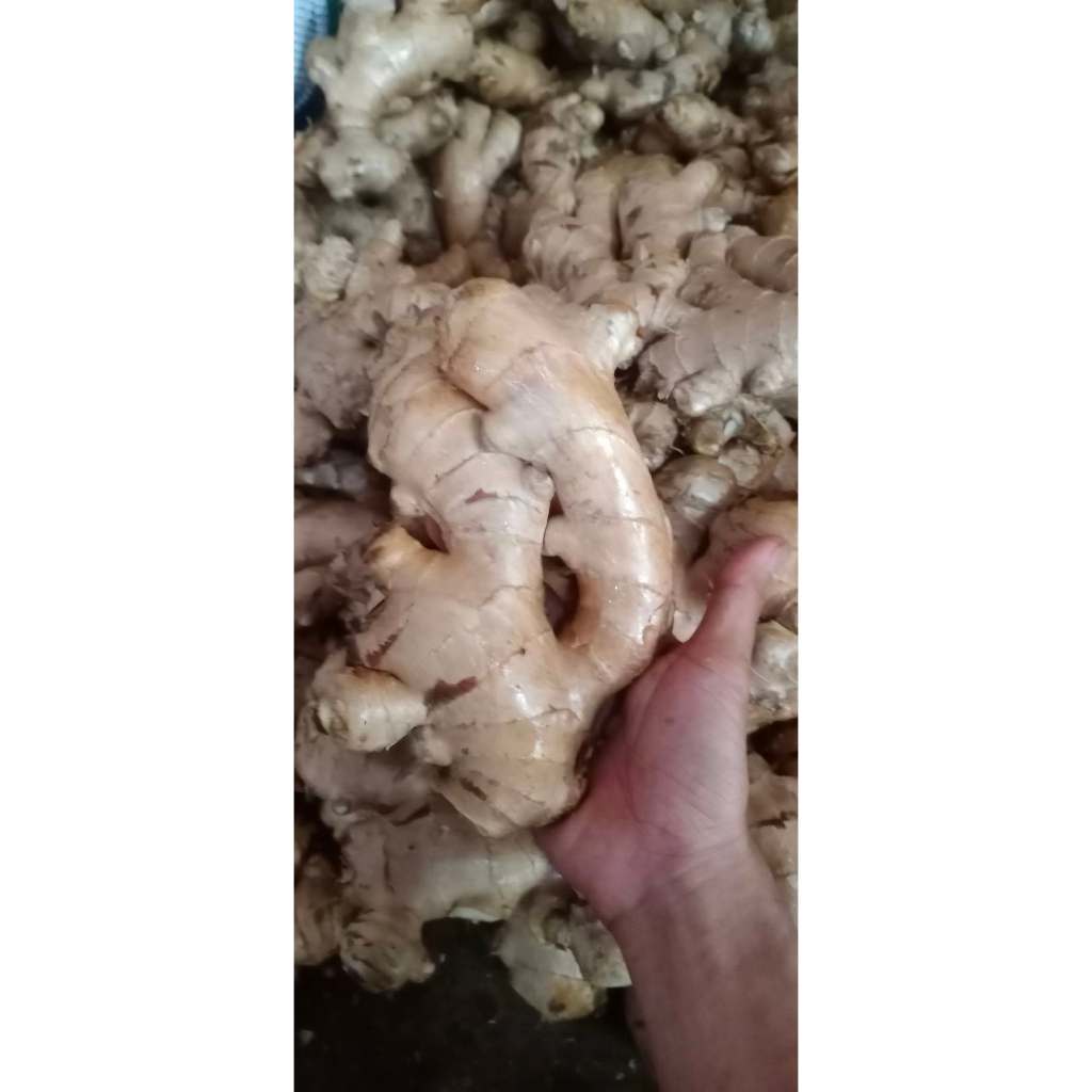 

Jahe Gajah Putih 250gr 1/4 segar