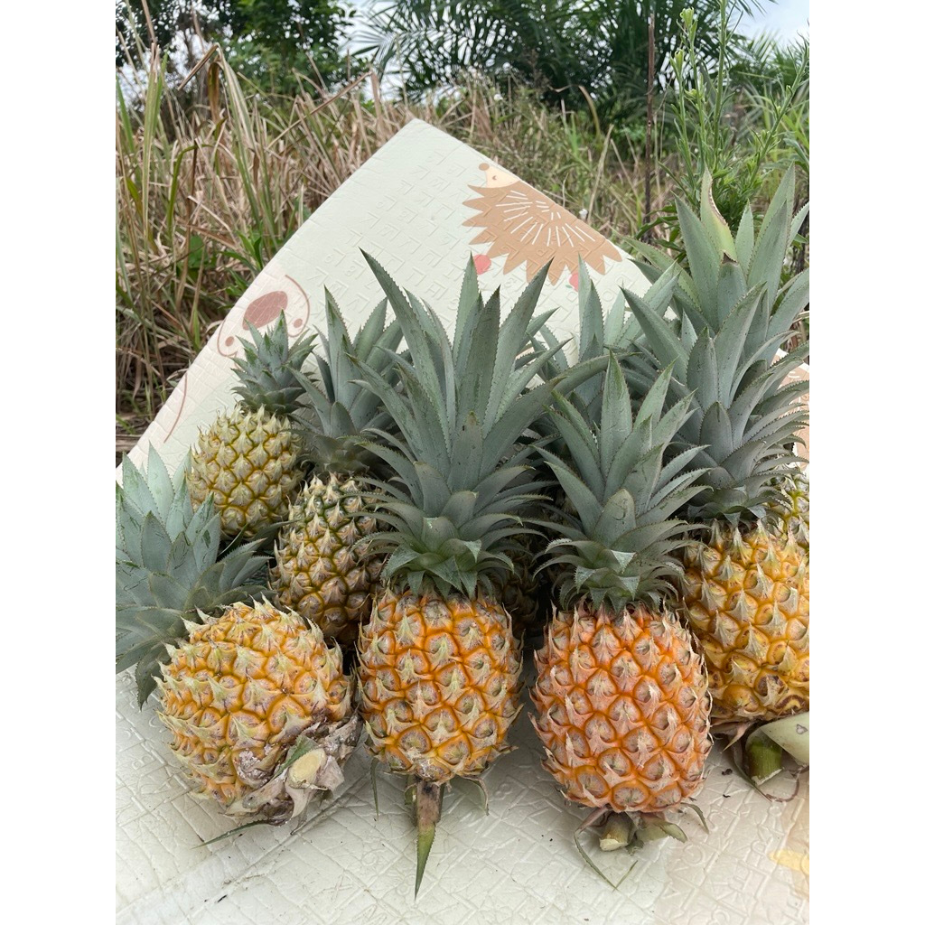 

Nanas Madu Manis Ukuran Kecil