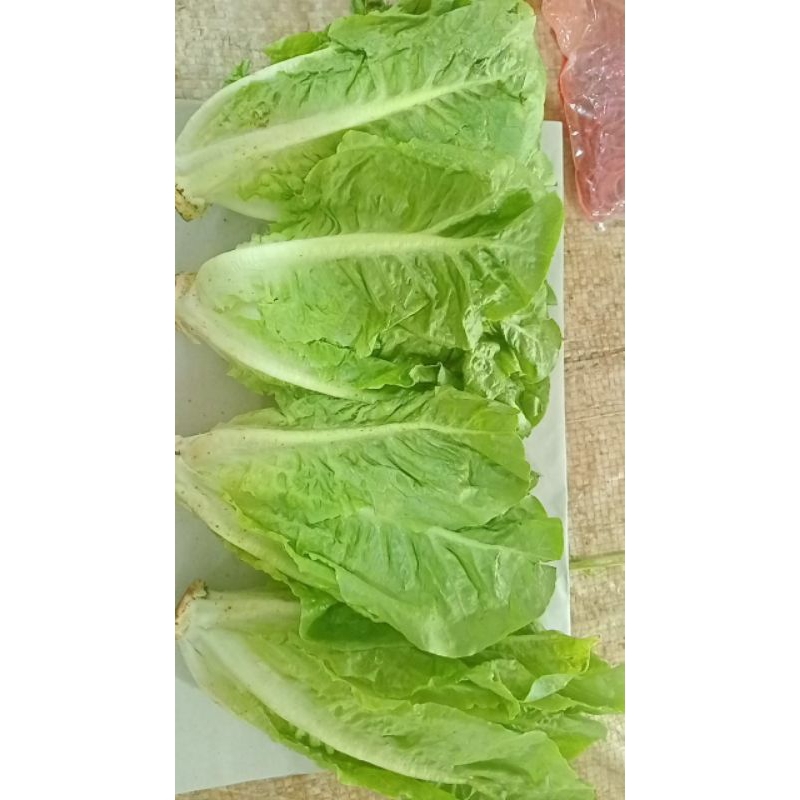 

sayur mayur romine lettuce 500gr 1000gr