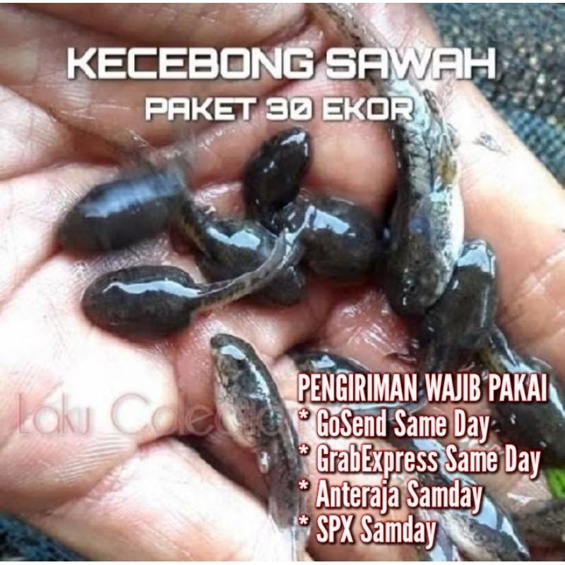 kecebong pakan ikan predator paket 50 ekor