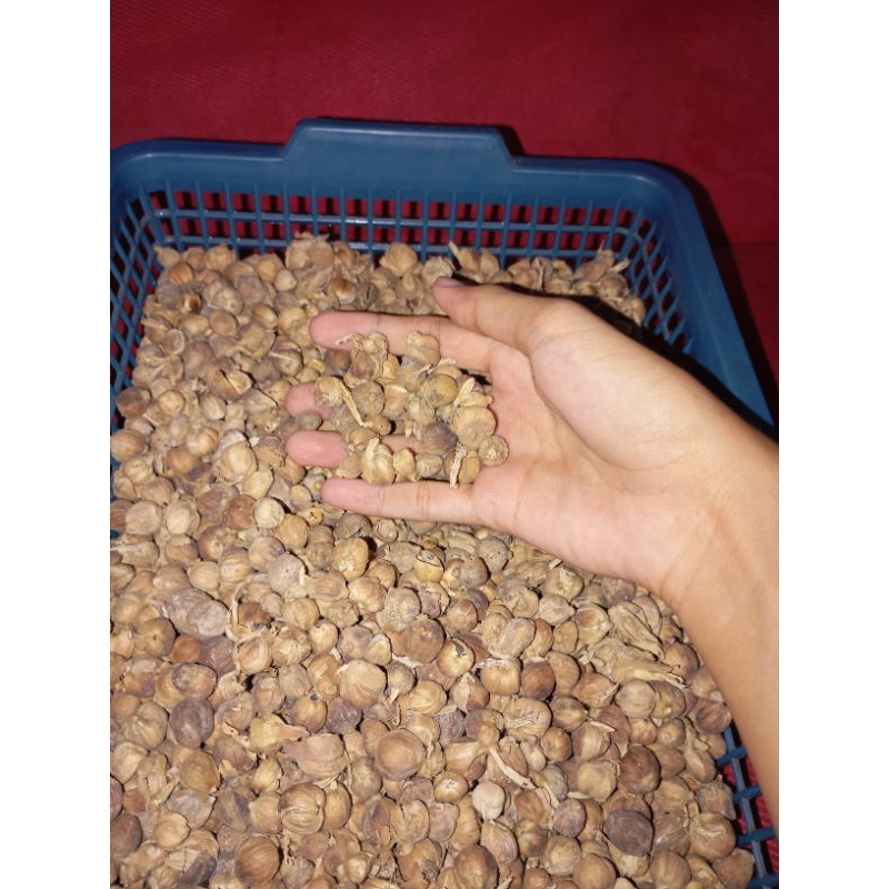 

Kapulaga Kapolaga Cardamom dari Kebun Sukabumi | Rempah Bumbu Dapur