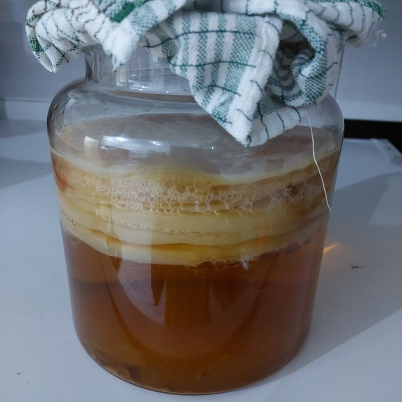 

Bibit Scoby Kombucha