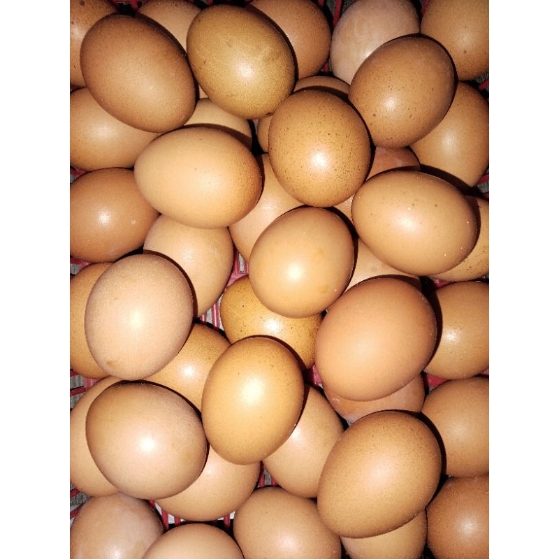 

Telur Ayam Negri Fresh baru setiap harinya