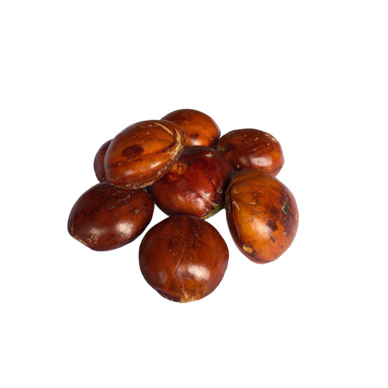 

Jengkol Tua