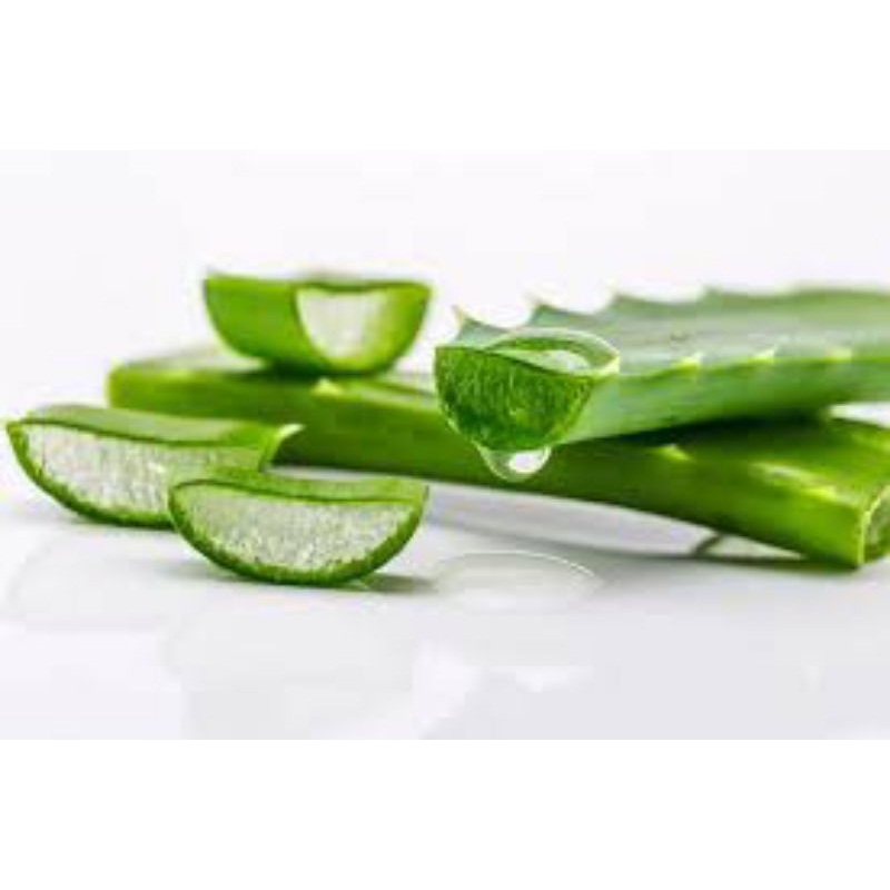 

Lidah buaya segar di jual per buah