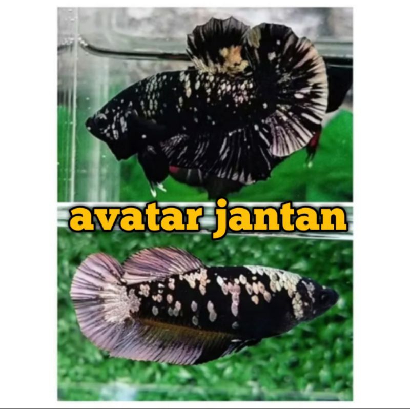 sepasang cupang plakat avatar coper gold usia dewasa siap breed betina full telur gratis pakan dan s