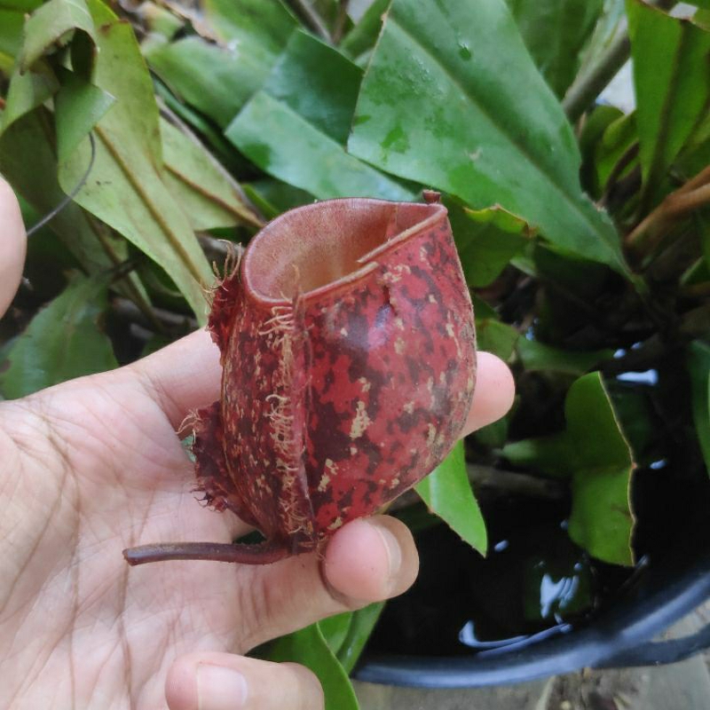 Nepenthes Ampullaria Tricolor