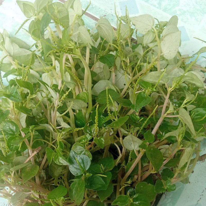 

Daun sirih cina segar baru metik 500gr
