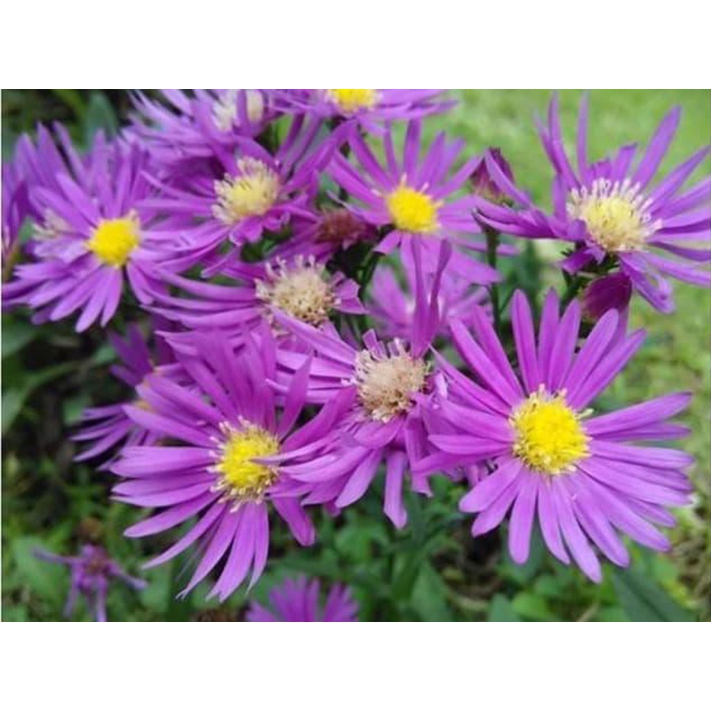 Green Earth - Bibit Benih Biji Bunga Bigelow's Aster Ungu - Biji Tanaman Bunga Aster Ungu -Bibit Bun