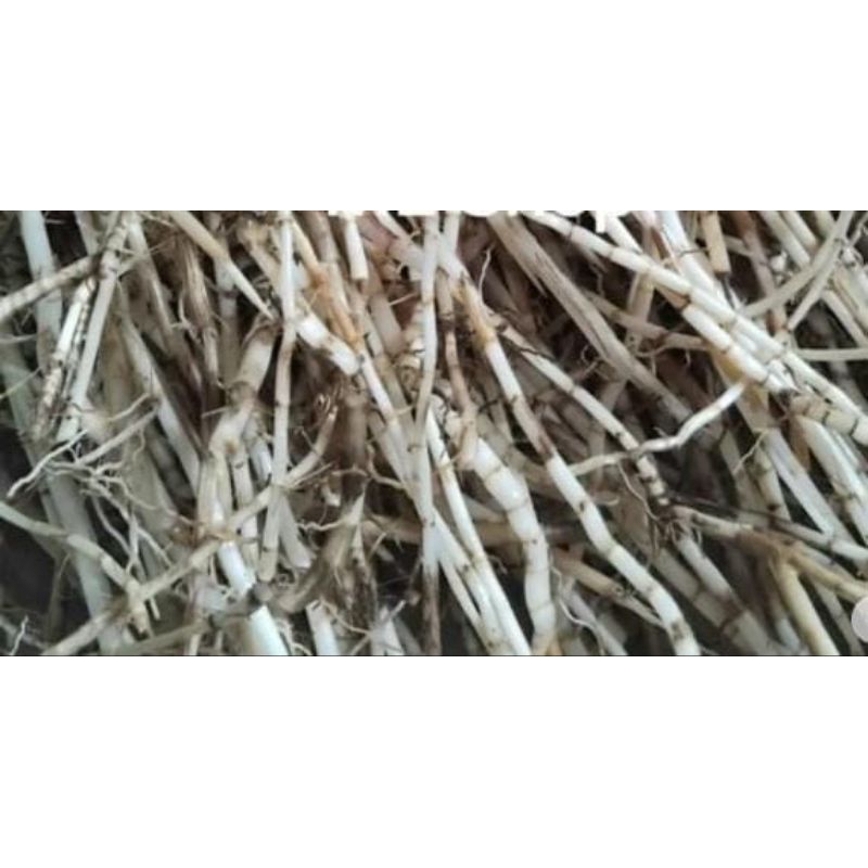 

akar alang-alang segar per 250 gr